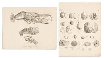 (NATURAL HISTORY.) Georg August Goldfuss. Group of 12 lithographed plates from Naturhistorischer Atlas. (10 birds; 2 marine life).